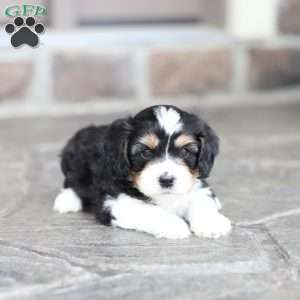 Boone, Cavapoo Puppy